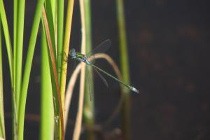 The lakes have increased the local wildlife, there were just 3 species of dragon