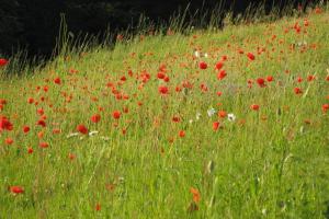 This Wildflower meadow was sown 1 year ago and is now rich with native wild flow