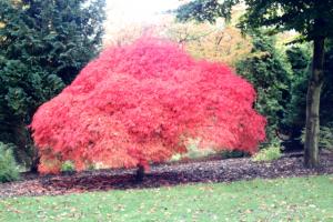 A powerful explosion of colour found at the mystery garden of Bleinheim