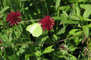 The garden was planted with species that would attract wildlife