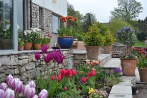 Colourful tulips 