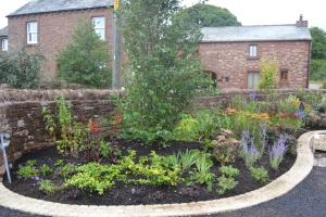 Planting to border, mature Cercidiphyllum japonicum