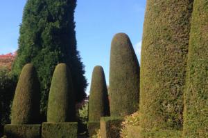 Topiary at Hidecote House