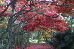 Colour Explosion at Hidecote House