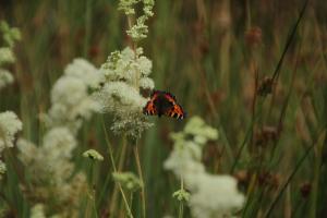 The pond attracts butterflies