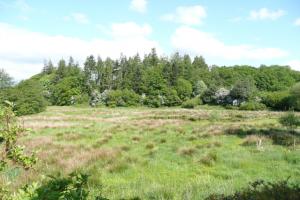 Before - an open woodland area