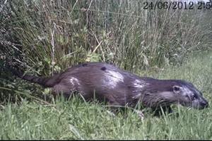 Our Otter Mum