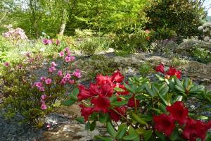Dwarf Rhododendrons to rockery
