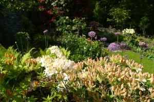 Rhododendrons and alliums