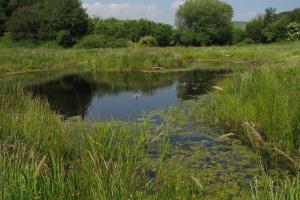 Wildlife pond