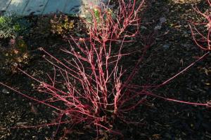 Explosion of colour can be added using Red dogwood which excels in the winter