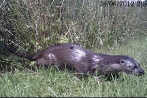 Otter Family on the run at the Wetlands Improving Wildlife in the Garden